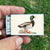 Matches • Mallard Duck • Home Decor for Candles and Incense